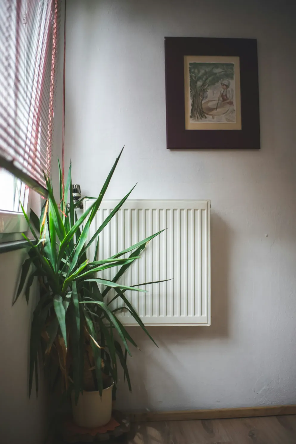 White wall mounted radiator beside a green houseplant in a softly lit room with window blinds and framed wall art. The image represents residential Heating Services in a calm indoor setting.